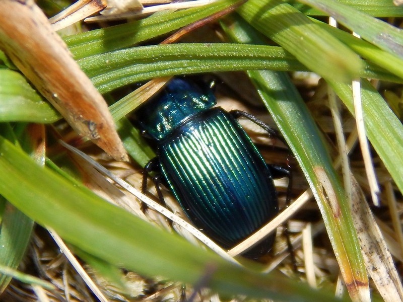 Carabus olympiae? No, Platycerus caraboides, femmina (Lucanidae)